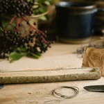 Baguette de sureau pour identifier la plante